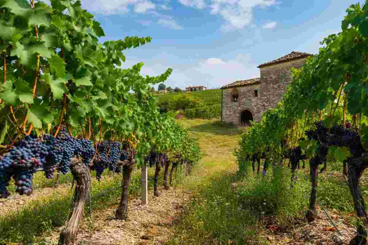 La Tintilia del Molise: un successo che conquista Vienna