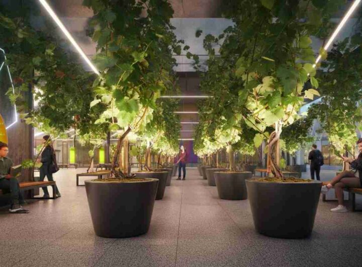 La rivoluzione verde: il Politecnico di Torino lancia la prima vigna urbana hi-tech al mondo