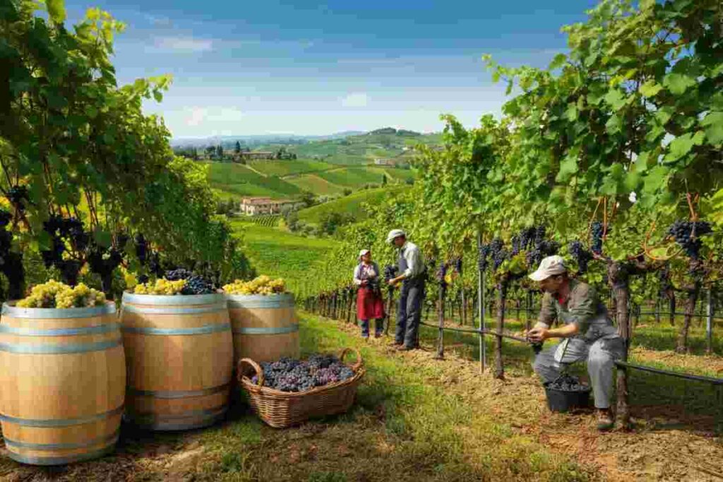 Le giacenze di vino in Italia: un leggero calo, ma la quantità rimane alta