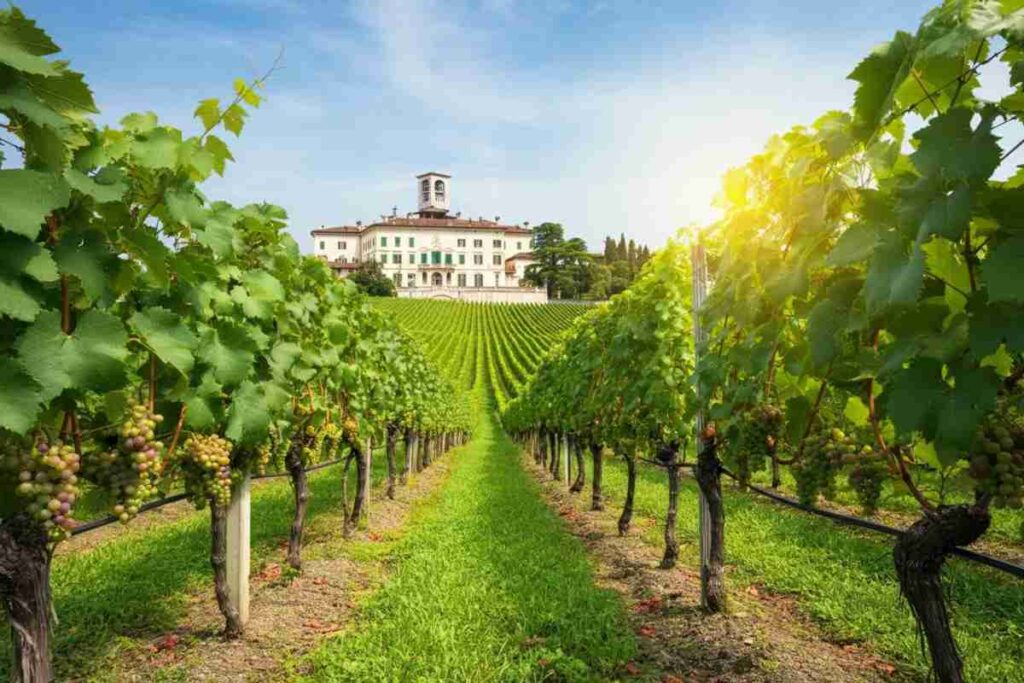Mario Pezzotti svela i segreti del vigneto sperimentale TEA