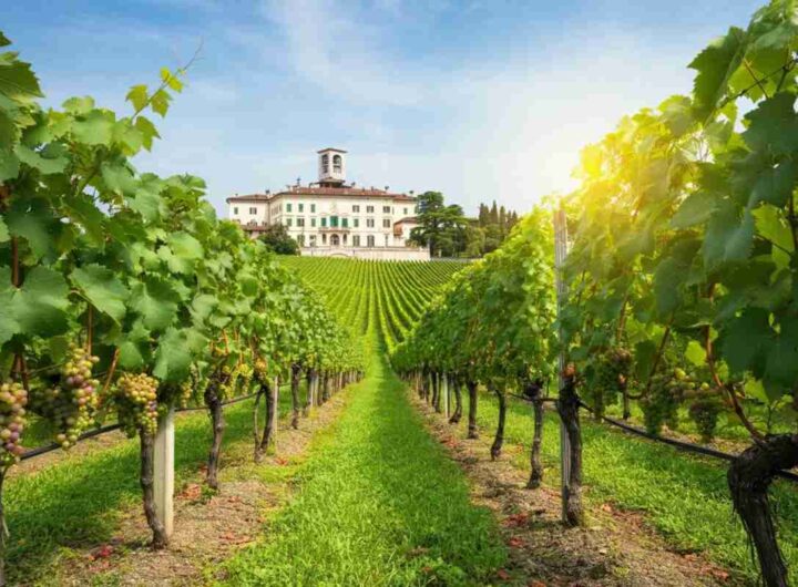 Mario Pezzotti svela i segreti del vigneto sperimentale TEA