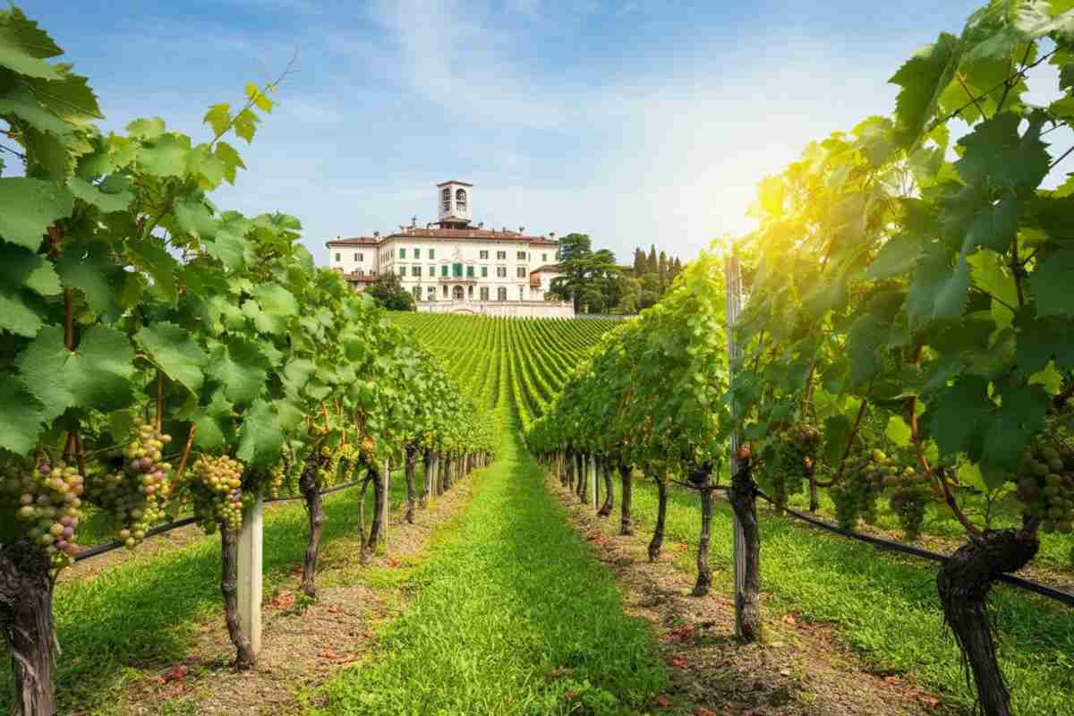 Mario Pezzotti svela i segreti del vigneto sperimentale TEA