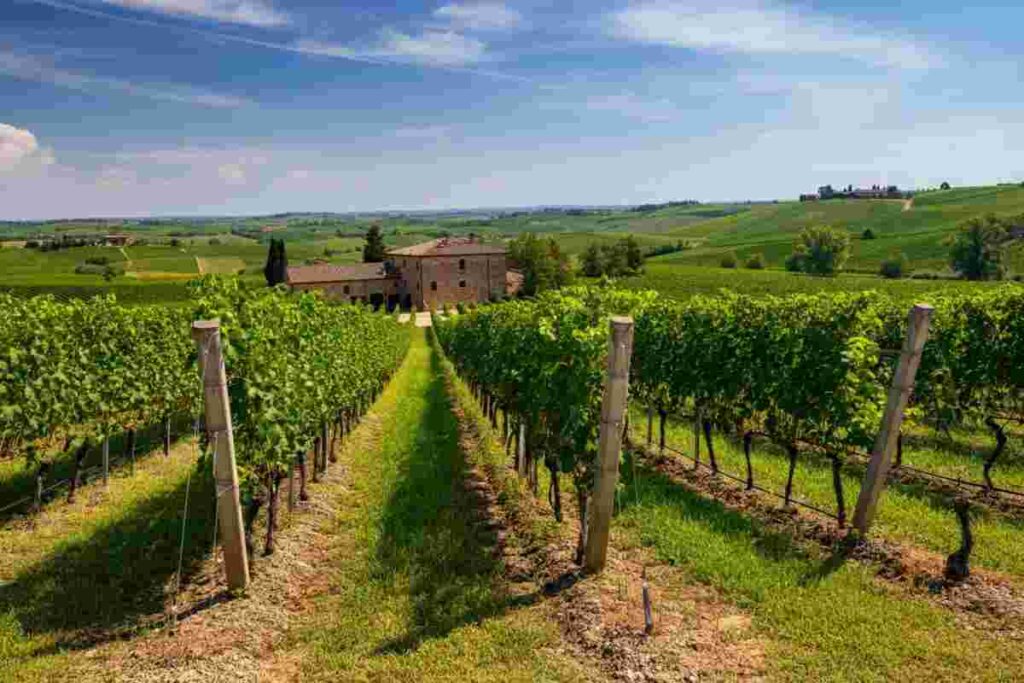 Michele Bernetti riconfermato alla guida dell'Istituto Marchigiano di Tutela Vini