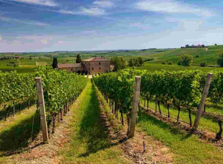 Michele Bernetti riconfermato alla guida dell'Istituto Marchigiano di Tutela Vini