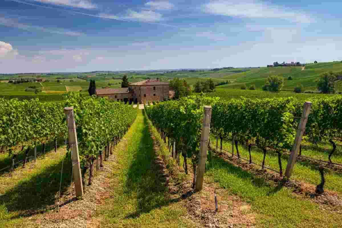 Michele Bernetti riconfermato alla guida dell'Istituto Marchigiano di Tutela Vini