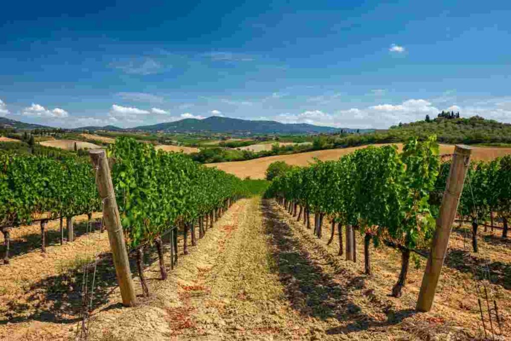 Pomino: un viaggio tra aromi e altitudini nel cielo più blu del vino