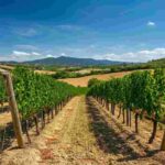 Pomino: un viaggio tra aromi e altitudini nel cielo più blu del vino