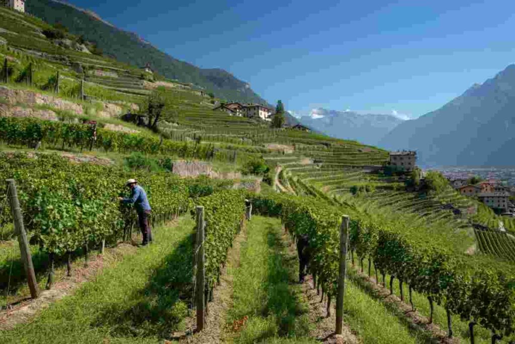 Premio Francesco Arrigoni 2025: celebrazione della viticoltura eroica in Valtellina