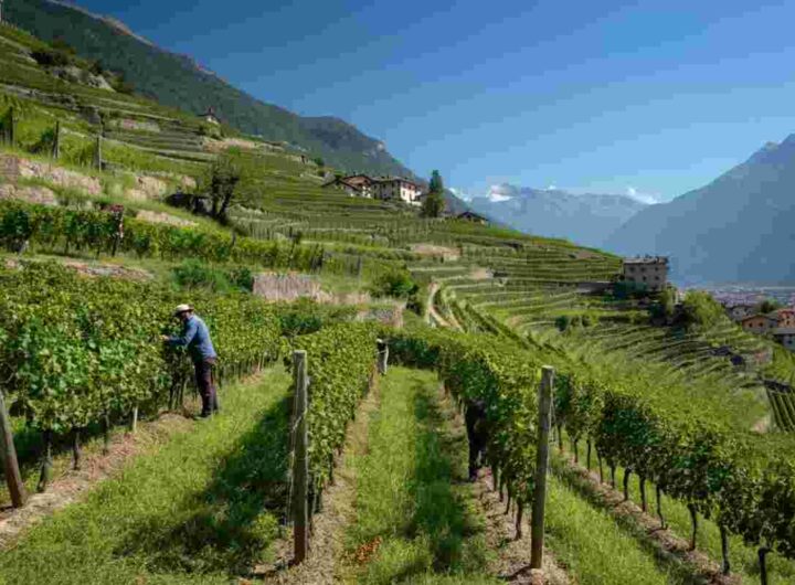 Premio Francesco Arrigoni 2025: celebrazione della viticoltura eroica in Valtellina