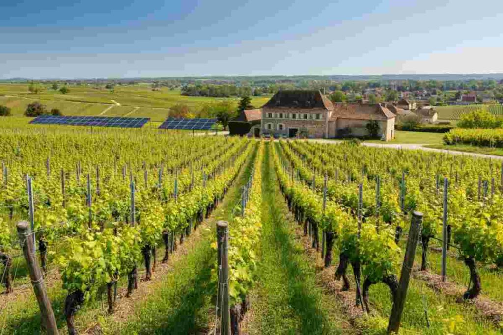Scoprendo il tesoro del Pouilly-Fuissé: il Domaine Cheveau