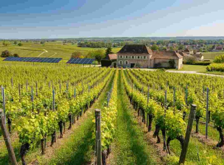 Scoprendo il tesoro del Pouilly-Fuissé: il Domaine Cheveau