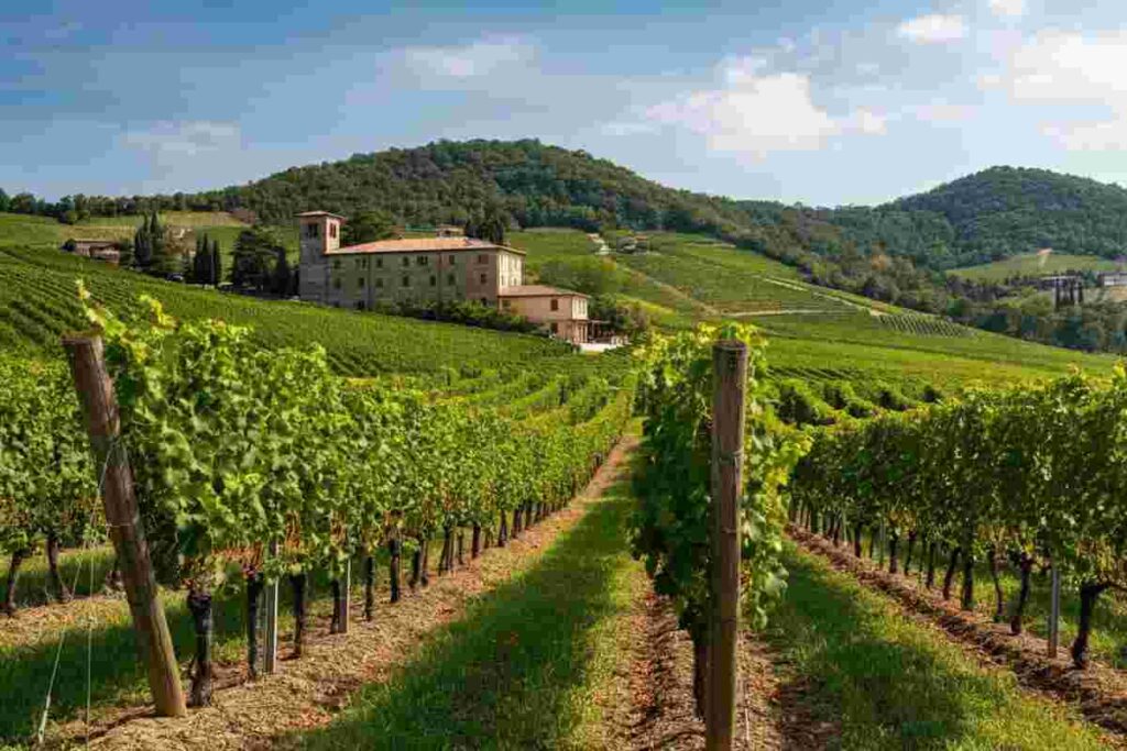 Scopri i segreti della Cantina Produttori di Valdobbiadene: un viaggio nel cuore del Prosecco