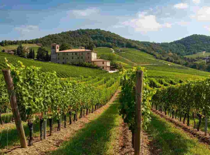 Scopri i segreti della Cantina Produttori di Valdobbiadene: un viaggio nel cuore del Prosecco