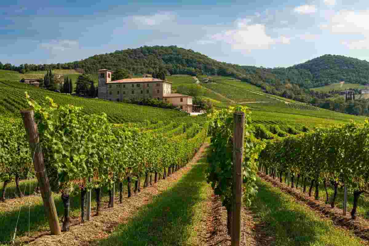 Scopri i segreti della Cantina Produttori di Valdobbiadene: un viaggio nel cuore del Prosecco