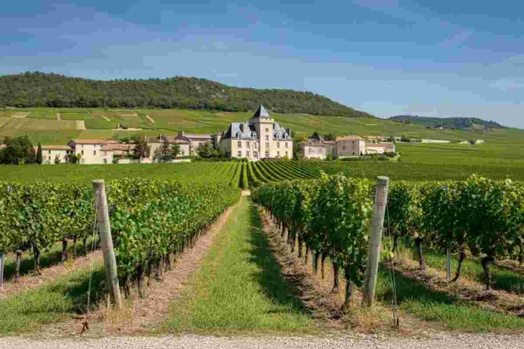 Scopri i tesori del Château des Jacques: vini da invecchiamento nel cuore del Beaujolais