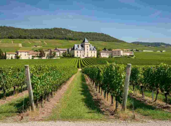 Scopri i tesori del Château des Jacques: vini da invecchiamento nel cuore del Beaujolais