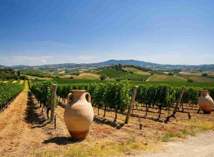 Scopri i vini rari del centro Italia: l'eccellenza al femminile in bottiglia
