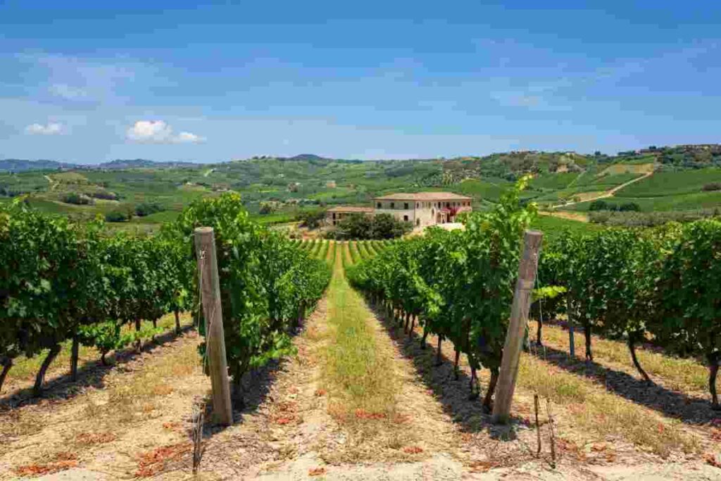 Scopri il Pollino Bianco 2023: un viaggio tra le meraviglie delle Terre di Cosenza