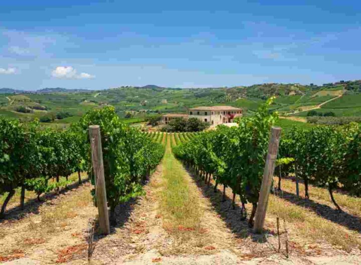 Scopri il Pollino Bianco 2023: un viaggio tra le meraviglie delle Terre di Cosenza
