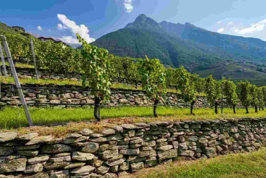 Scopri il Sforzato di Valtellina D.O.C.G.: un vino che racconta storie di montagna