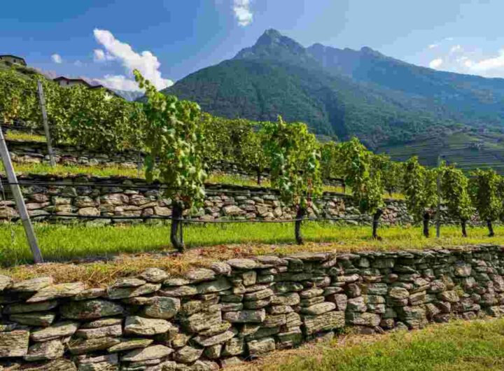 Scopri il Sforzato di Valtellina D.O.C.G.: un vino che racconta storie di montagna