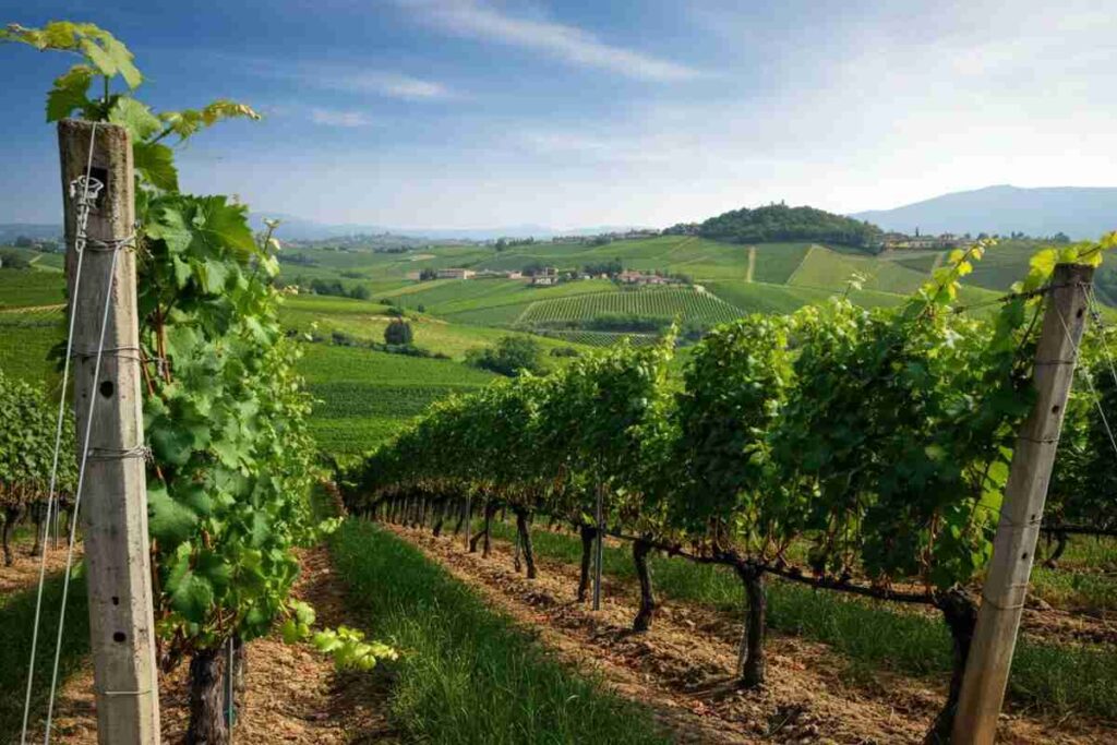 Scopri il convegno di Doc Colli Berici e Vicenza: un evento imperdibile per gli appassionati