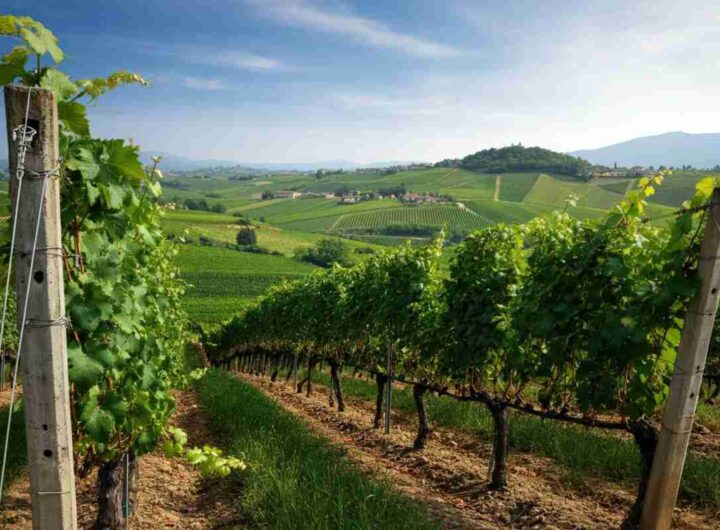Scopri il convegno di Doc Colli Berici e Vicenza: un evento imperdibile per gli appassionati