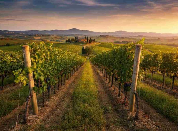 Scoprire Luce: 30 anni di audacia e innovazione a Montalcino