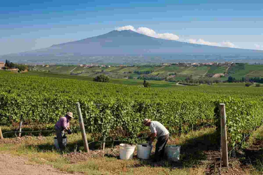 Siccità e vendemmia siciliana 2024: i vitigni resistono, ma scende la produzione del 20%