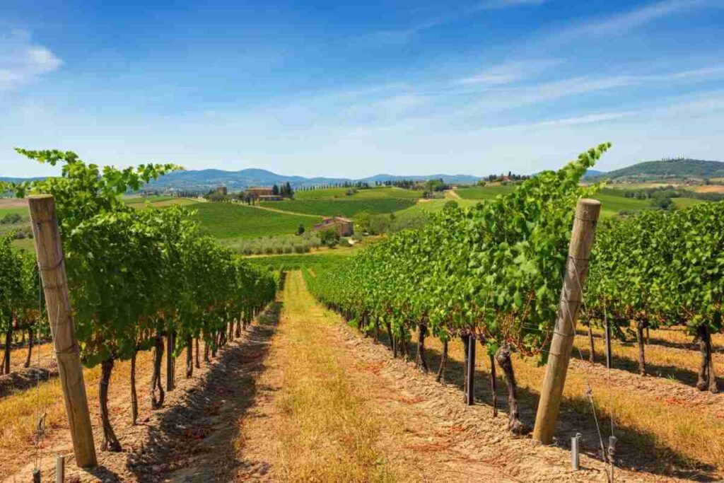 Studiare il passato per plasmare il futuro del vino: l'importanza dell'heritage nel Sanguis Jovis n. 8