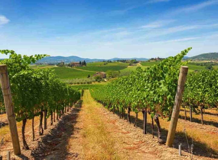 Studiare il passato per plasmare il futuro del vino: l'importanza dell'heritage nel Sanguis Jovis n. 8