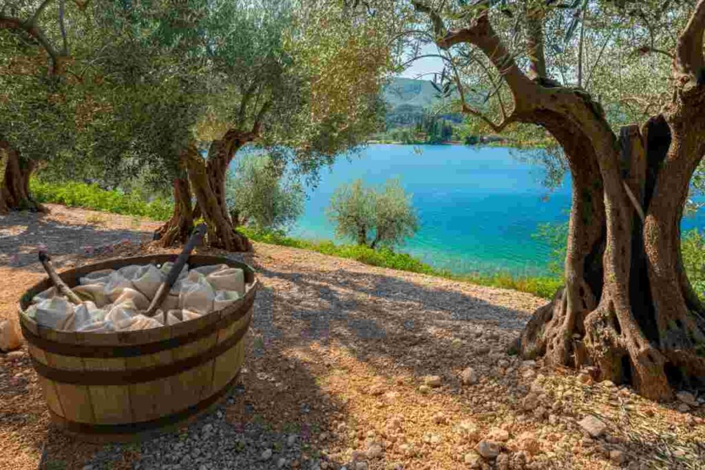 Torri Benaco: un presidio Slow Food per salvaguardare gli oliveti dell'Alto Garda Veronese