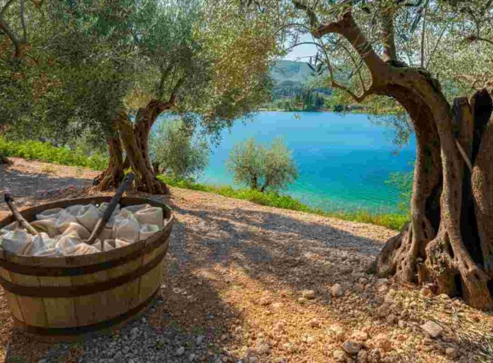 Torri Benaco: un presidio Slow Food per salvaguardare gli oliveti dell'Alto Garda Veronese