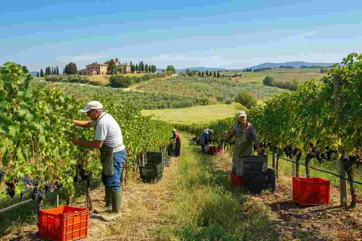 Unlitro 2024: il vino di Ampeleia che celebra l'Alta Maremma