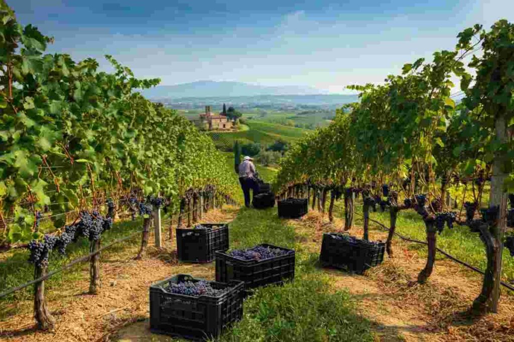 Vendite di vino italiano nel 2025: un aumento previsto dell'1,7% che sorprende
