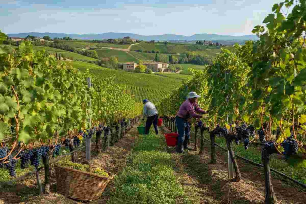 Vino: come le vendite e la redditività resistono all'incertezza secondo Mediobanca
