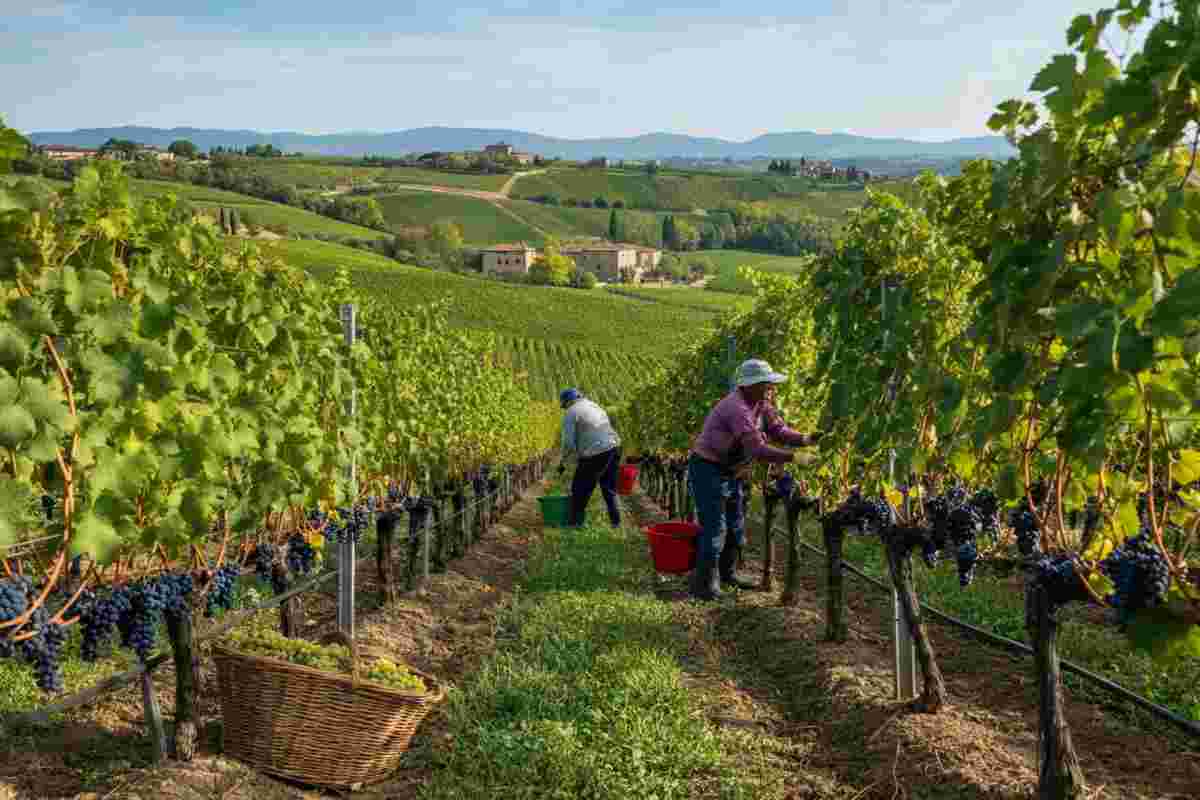 Vino: come le vendite e la redditività resistono all'incertezza secondo Mediobanca