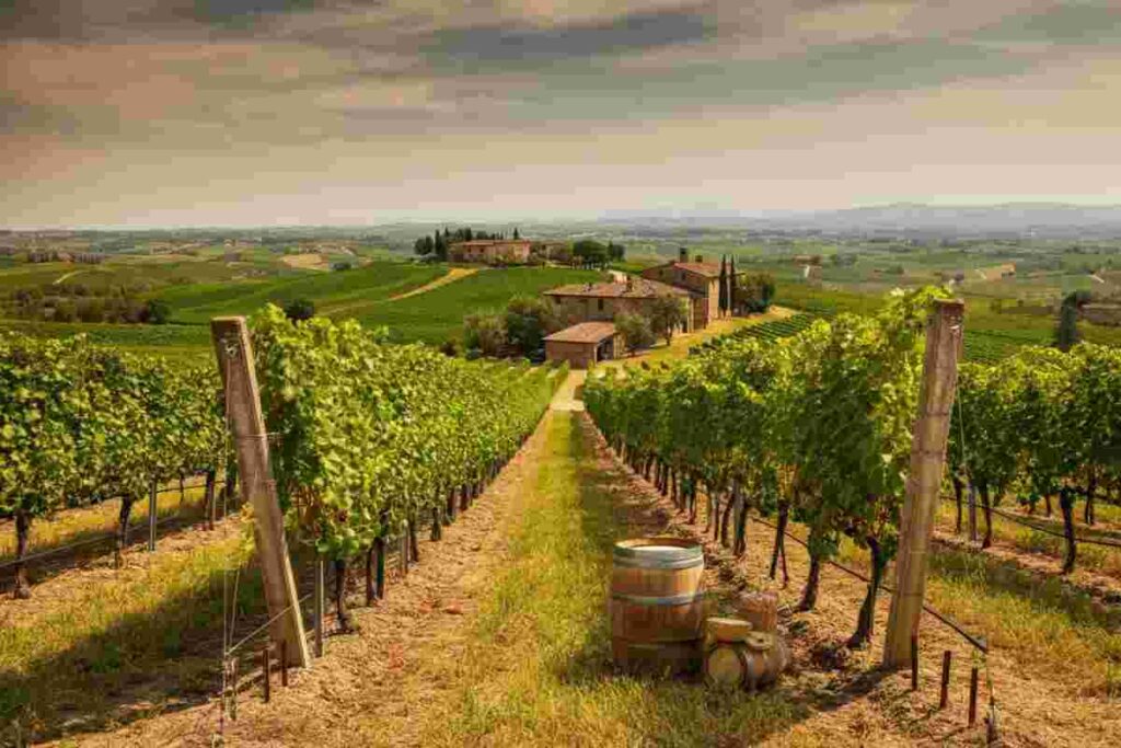 Vino e politica: la battaglia tra Abruzzo e Toscana per il nome Montepulciano si infiamma