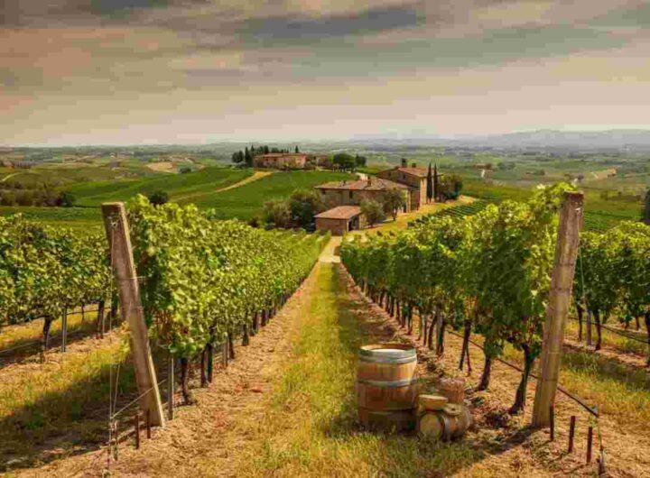 Vino e politica: la battaglia tra Abruzzo e Toscana per il nome Montepulciano si infiamma