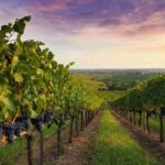 Vino in crescita: l'export dell'UE segna un +10,9% nel 2024 secondo Eurostat
