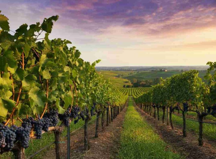 Vino in crescita: l'export dell'UE segna un +10,9% nel 2024 secondo Eurostat