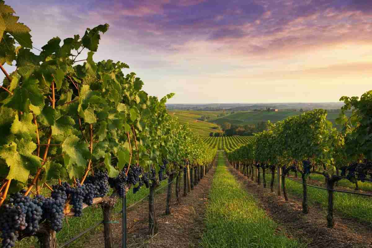 Vino in crescita: l'export dell'UE segna un +10,9% nel 2024 secondo Eurostat