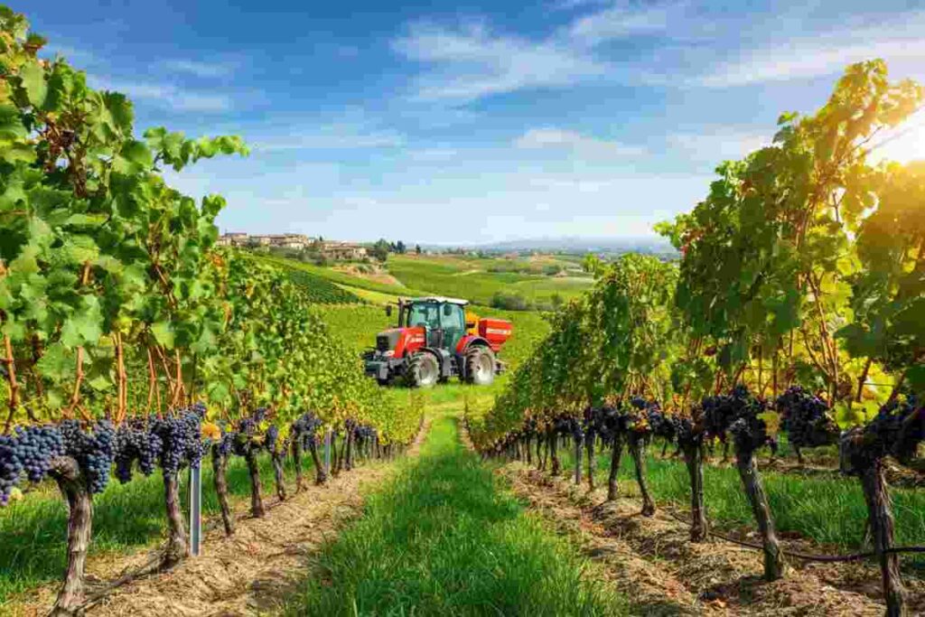 Viticoltura in crisi: il crollo del 25% nell'export di macchinari agricoli nel 2024