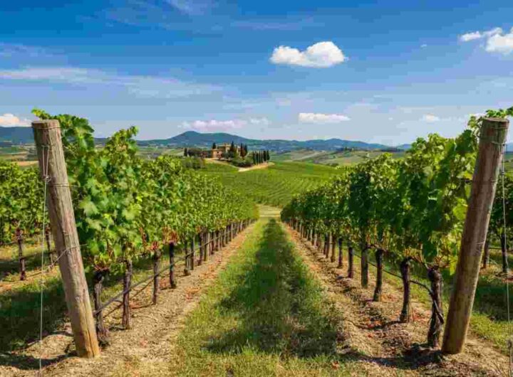 25 anni di Consorzio Montecucco: come un sogno ha trasformato un territorio