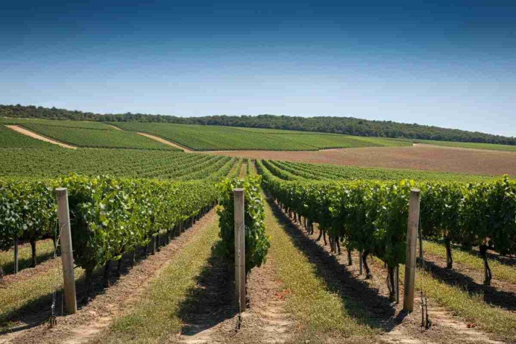 Albano Vason: il vino dealcolato come nuova bevanda nutraceutica