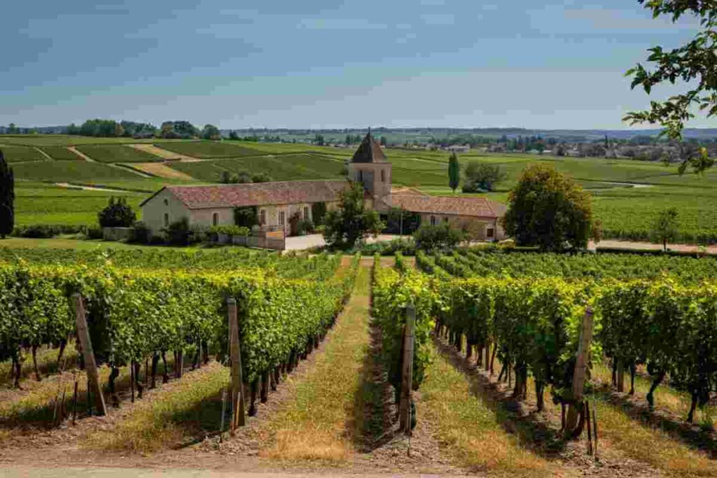 Alla scoperta del Domaine Javiller: un viaggio nel cuore del Meursault intellettuale