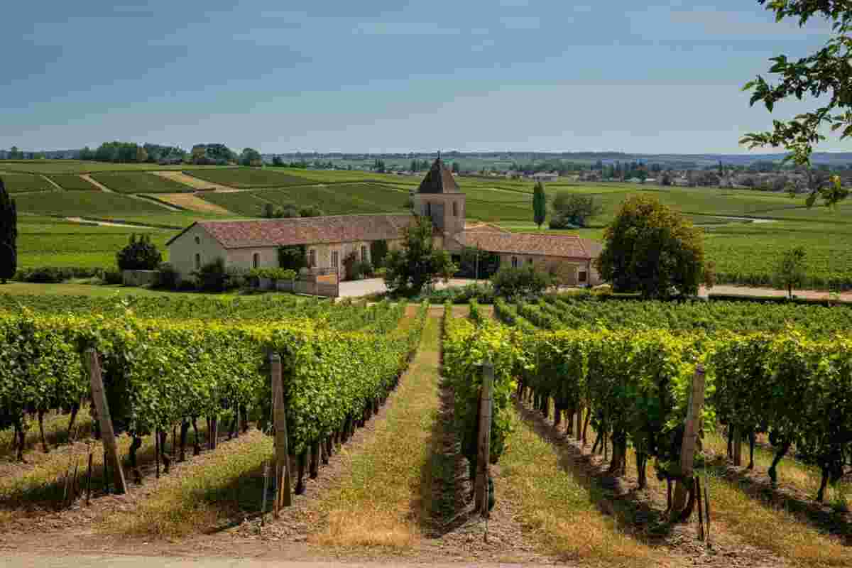 Alla scoperta del Domaine Javiller: un viaggio nel cuore del Meursault intellettuale