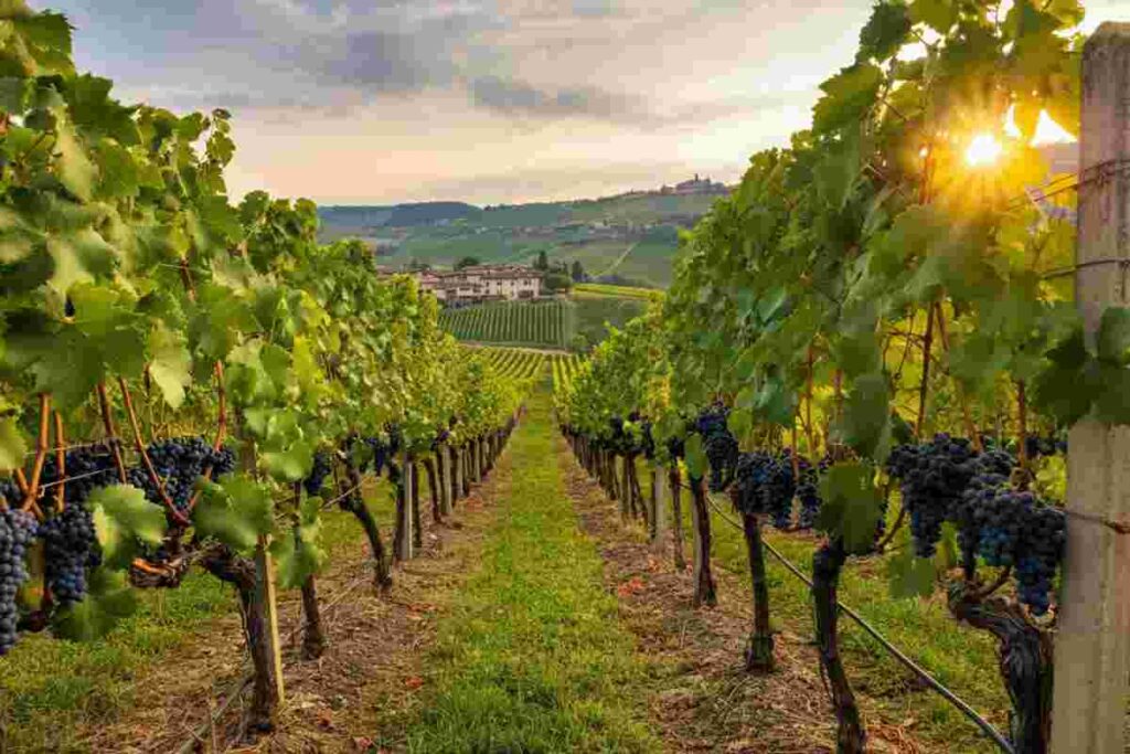 Allerta Cia: il futuro del vino piemontese è a rischio