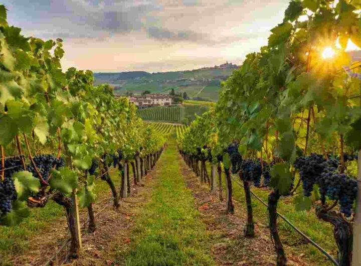 Allerta Cia: il futuro del vino piemontese è a rischio
