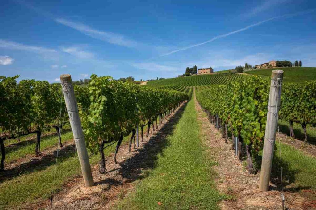 Andrea Rossi conquista il terzo mandato da presidente a Nobile di Montepulciano